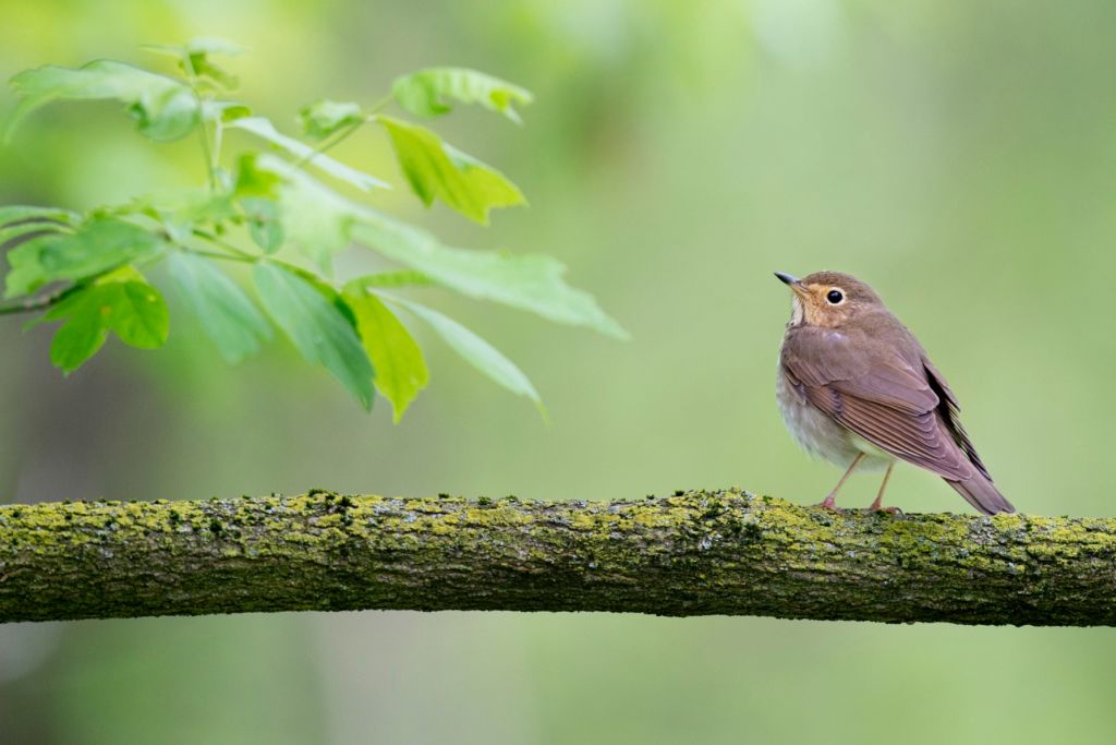 Perched bird